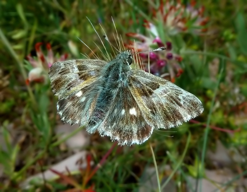 Da id   Carcharodus lavatherae  ????